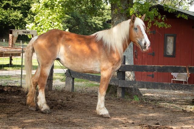 Senior Horses Find New Life At This Golf Course Turned Rehabilitation Barn